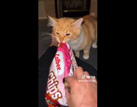 Collab Clips MPUGC - Cat tries to steal chips from hooman 