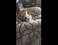 Small puppy dog brown playing with blue toy on couch