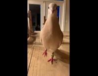 Excited bird bows cooing