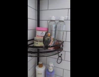 Collab Clips MPUGC - Pet bird follows owner into shower