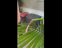 Guy brown preying mantis green straw water 