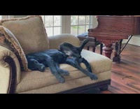 black dog lays on couch legs spread