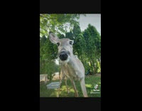 Deer bites wooden stick 