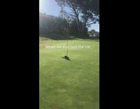 Black cat blocking golf hole on course 