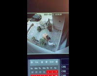 Woman with dog slip fall down stairs