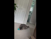 Cat bite pack of treats on floor