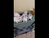 Girl waves feather duster at kittens 