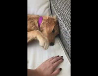 Pet dog places its paws on top of filmers hand