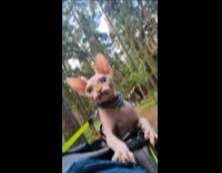 Sphynx cat ride on backpack funny expression