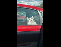 Dog bark at cat sticker on car window