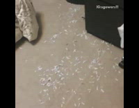 Woman finds black dog in messy room