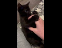 Black kitten gets belly rubs spread arms