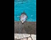 Two dolphins swam away from the filmer