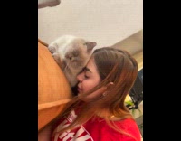 Cat loves getting head rub with woman