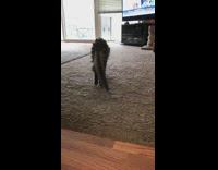 Grey senior cat pink collar walks slowly 