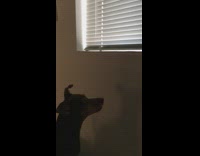 Brown dog bark slightly open window blinds