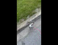 Walking small cat on pink leash starts running 