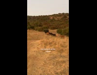 Collab Clips MPUGC - Man shows cow babysitting all the calves