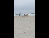 Woman photographer bend over butt dance beach