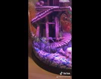 Frog dances to music 