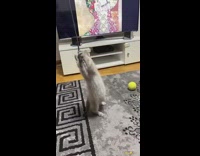 Kitten jumps to reach and play with rope 