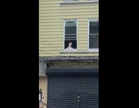 Husky dog on apartment window look outside