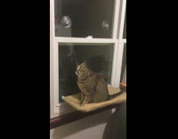 Collab BitchMP - Cat window bed bites rope