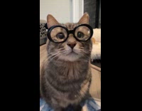 Grey cat with glasses on