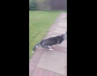 Husky dog runs around outside backyard shed 