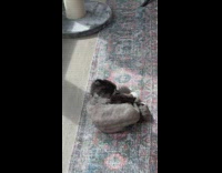 Cat with shaved body grooms tail 