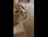 Cat drinks water from bathtub faucet 