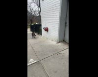 Dog with Knife Looks at Lady and Passes by