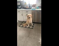Dog sits next to ball of fur