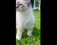 Ragdoll kitten cat walk on grass backyard