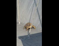 Slow turtle crawls toward camera Part 2 
