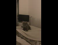 Grey cat sits bed sways falls asleep 