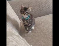 Grey kitten blue collar jumps up couch 