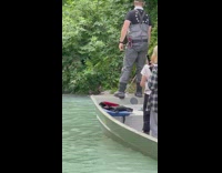 Wild bear swims near the people on a boat at the waterfalls