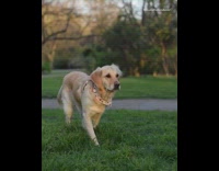 Golden dog gets ready to hunt at the park, Lion King song