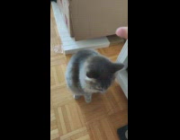 Grey cat stand to eat treats hand