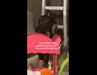 Collab Clips MPUGC - Black dog hiding wide eyes