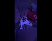 Cat sit lick belly stop hear sneeze