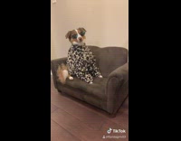 Brown dog wasnt me purple shower cap 