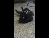Cat rolling from side to side 