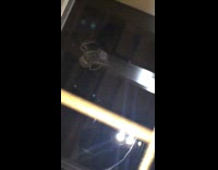 Large brown spider spins web bug window 