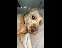 Pet dog lie down and plays fetch with owner