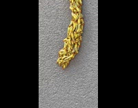 Bunch of tiny bugs gather 