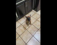 Small Brown dog with big ears up sitting