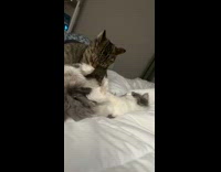 Cat smelling foot gets kicked in face 