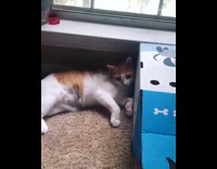 Orange cat laying down catches fish toy 